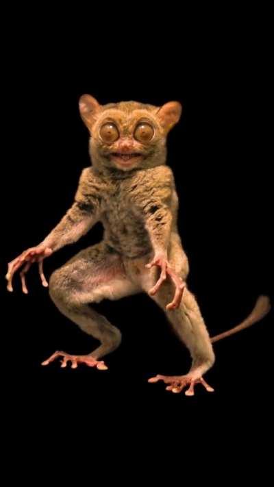 A Tarsier shows off all of his features he uses to survive in the night.
