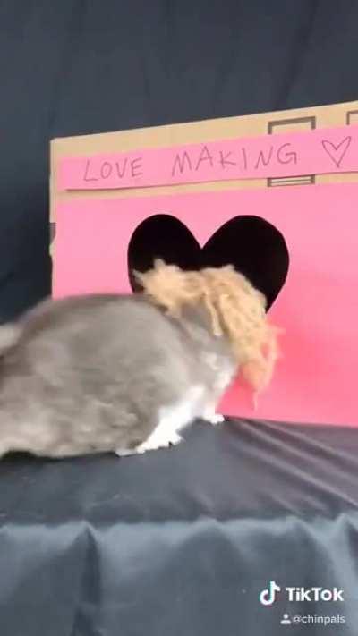 Dwight’s Perfect Crime- chinchilla edition!