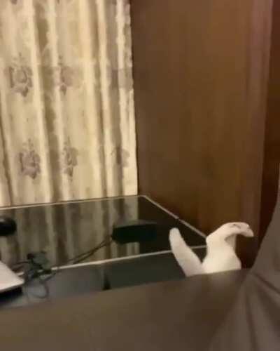 A fall from a great height