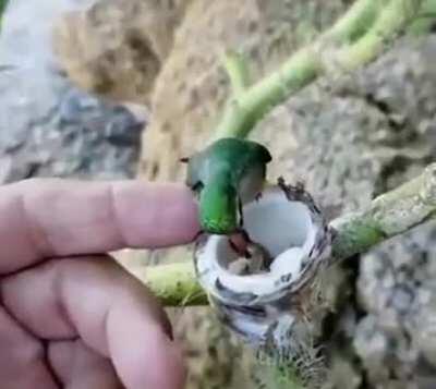 Колибри с птенчиками