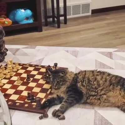 Kitty watched the Queen's Gambit ONE TIME and now is a chess master..