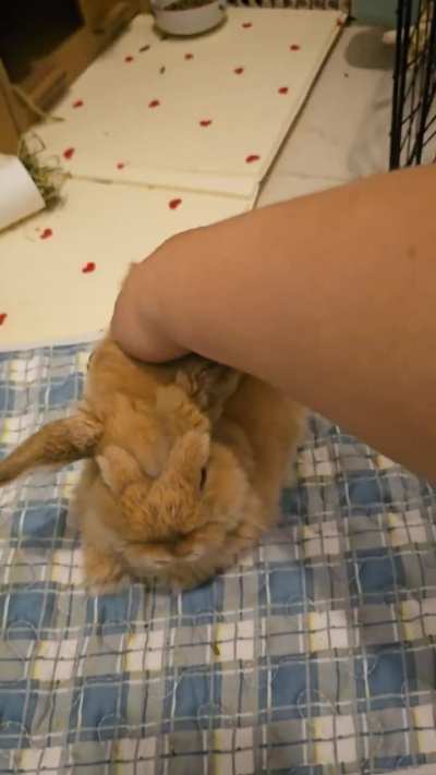Bunny butt rubs