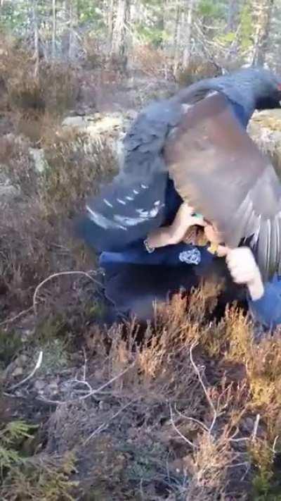 Брачный период