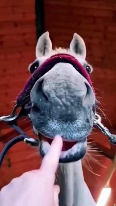 Hi! Enjoy these funny and cute horses