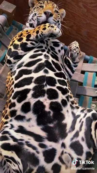 Nature has an odd way of making the deadliest predators seem adorable at the same time.