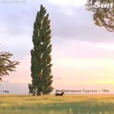 Comparison of the tallest trees on our planet