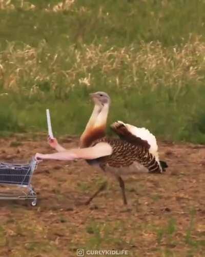 If Birds had arms...