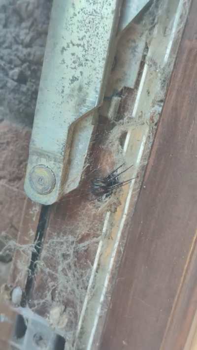 Deadly spider in Lucan