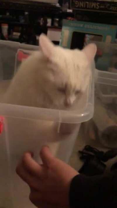 Cat tap training camp