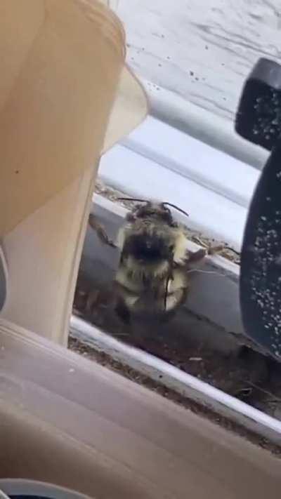 Shake that booty baBee