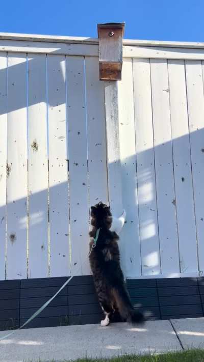 Inspecting the neighbours