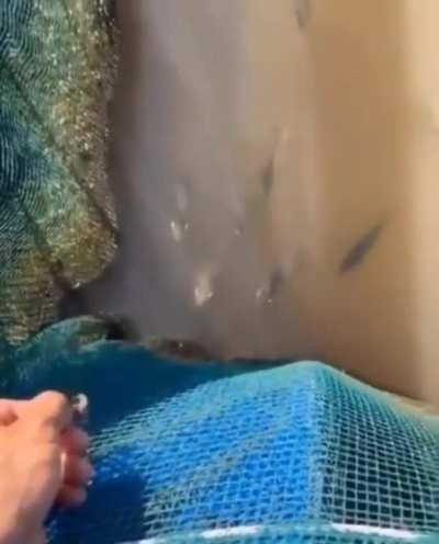 Fish spitting water attempting to dislodge food