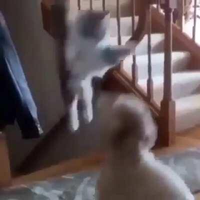 Woke up and chose violence