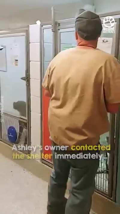 Lost Dog Ashley, Reunited With Owner At A Shelter 240 Miles From Home