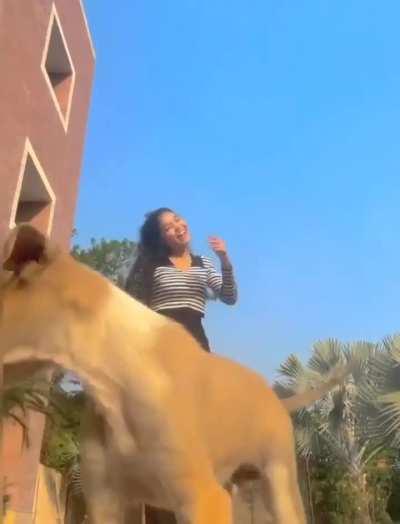 Puppy thinks he is the main character 