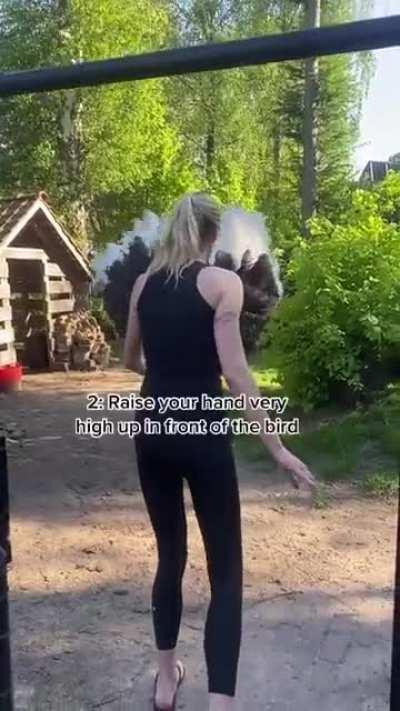 Don’t run away from an attacking ostrich