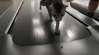 Catculating how to get a treat