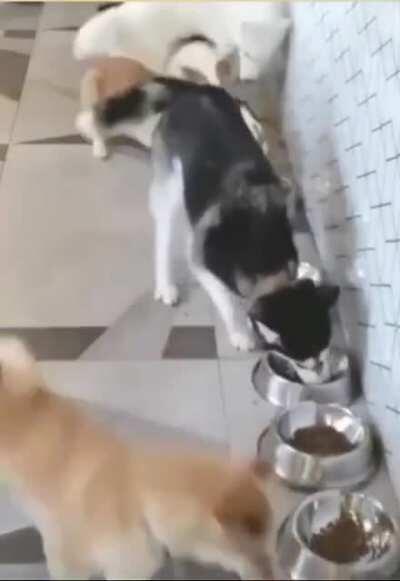 Moonmoon gets all the food