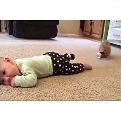 Smol kitten assault on human