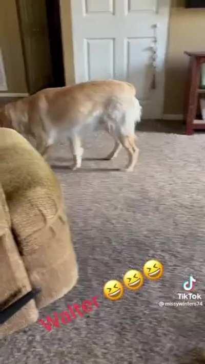 Dog has its treat stolen