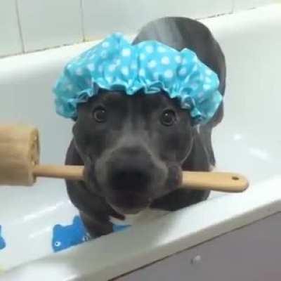 Vicious pit bull taking a vicious shower