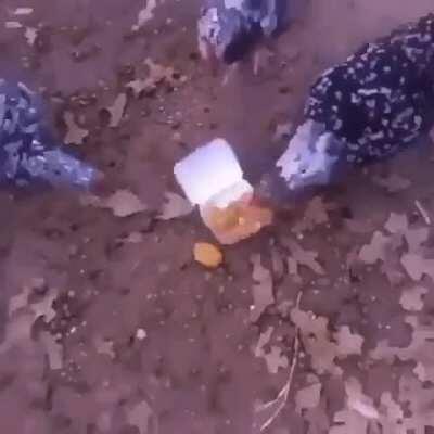 This is such a happy moment! Chickens reuniting with its family