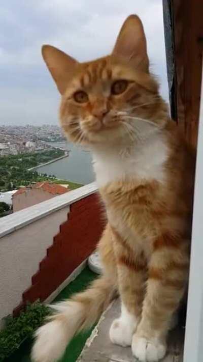 Can someone translate this happy talk?