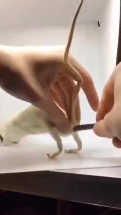 Thanks, I hate mouse-like pencil case