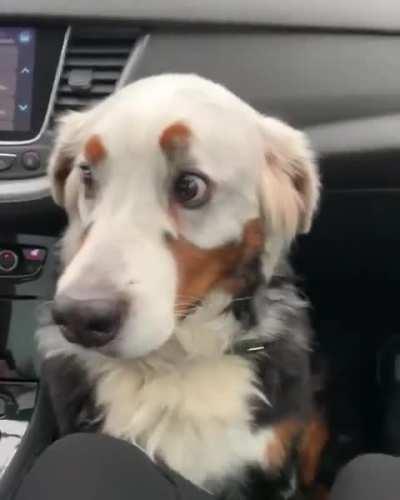 CALICO DOG CALICO DOG CALICO DOG