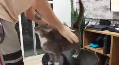 Incredible bongo cat