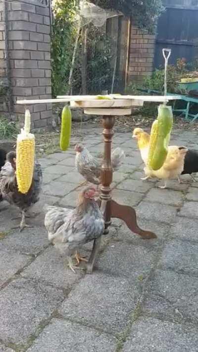 Chicken exercise wheel I made