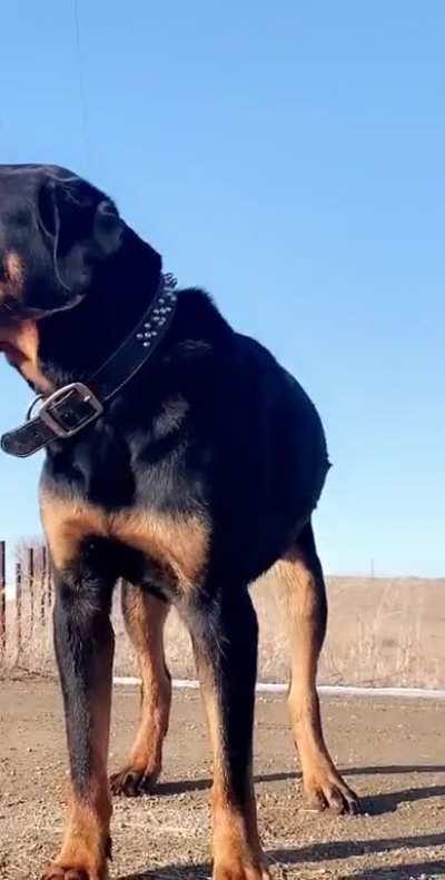 These beautiful babies make my life whole.