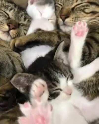 Two kittens learning how to cuddle from their more experienced companion