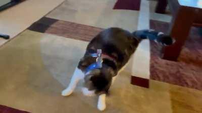 cat.exe not compatible with harness extension. Reboot.