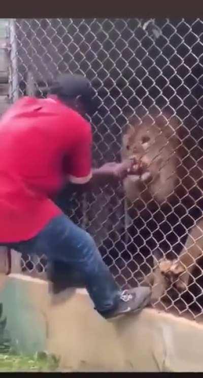 Let's feed the lions [nsfw]