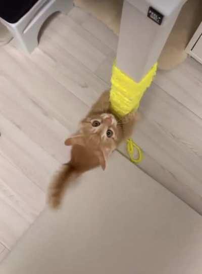 The brain cell woke up and immediately chose violence