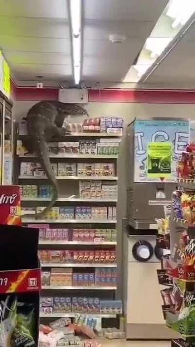 a lagartixa só queria um doce :/