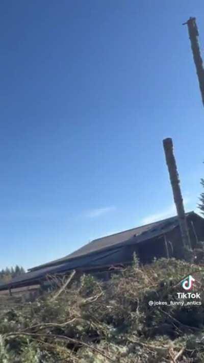 Tree cut lands perfectly