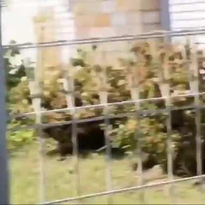 Spring in Australia and the maggies want blood