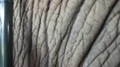 A huge elephant gives a tour group their money’s worth