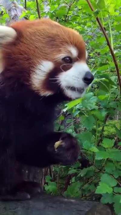 Moshu having a snack