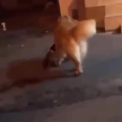 This golden prevents the imminent fight between two cats.