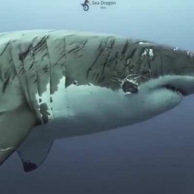 world’s most battered shark