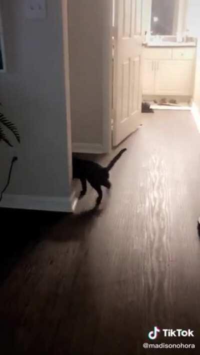 Standing on front legs!