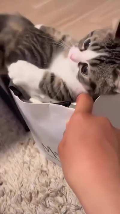 The cat is in the bag