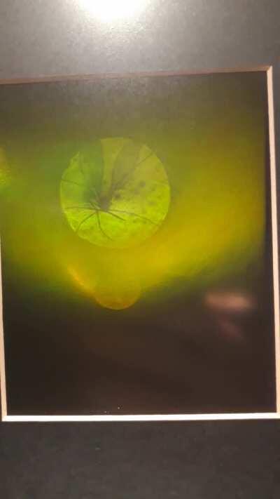 A holographic microscope that you can actually look into