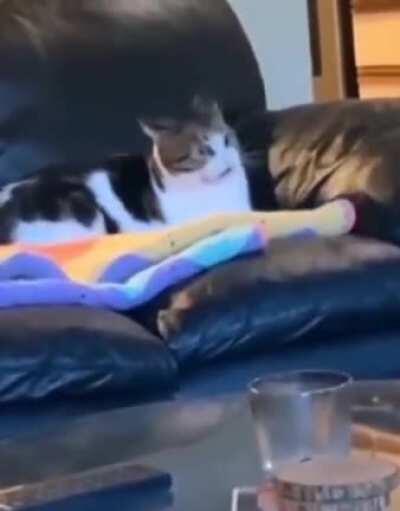 vc viu isso roberto? monkaW