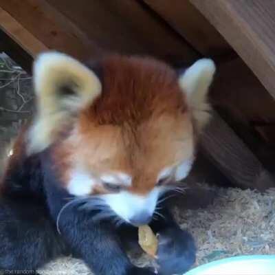 I love watching Red Pandas eat