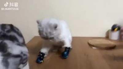 Catnip must’ve kicked in