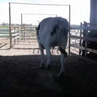 There is a cow in Australia -a giant Holstein‑Friesian steer standing about 6 ft 4 in tall and weighing around 1.4 tonnes.